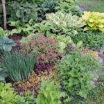 Under back mac apple tree